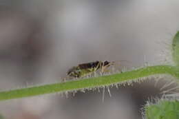 Слика од Tupiocoris californicus (Stal 1859)