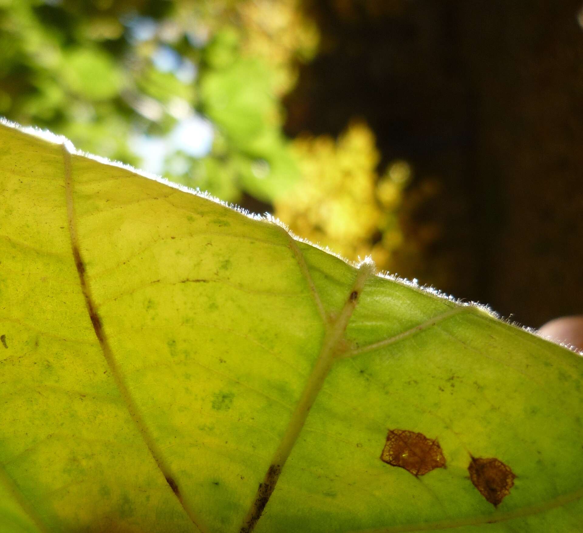 Tilia platyphyllos subsp. platyphyllos resmi