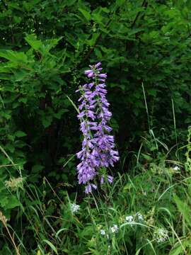 Imagem de Campanula bononiensis L.