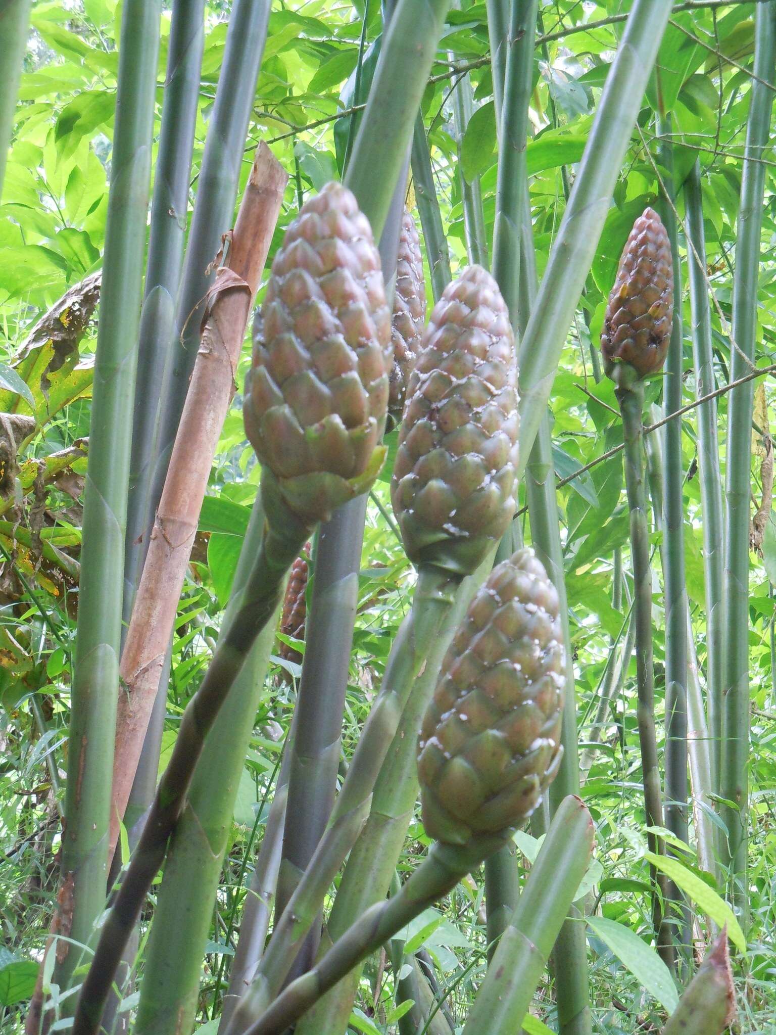 Imagem de Costus giganteus Welw. ex Ridl.