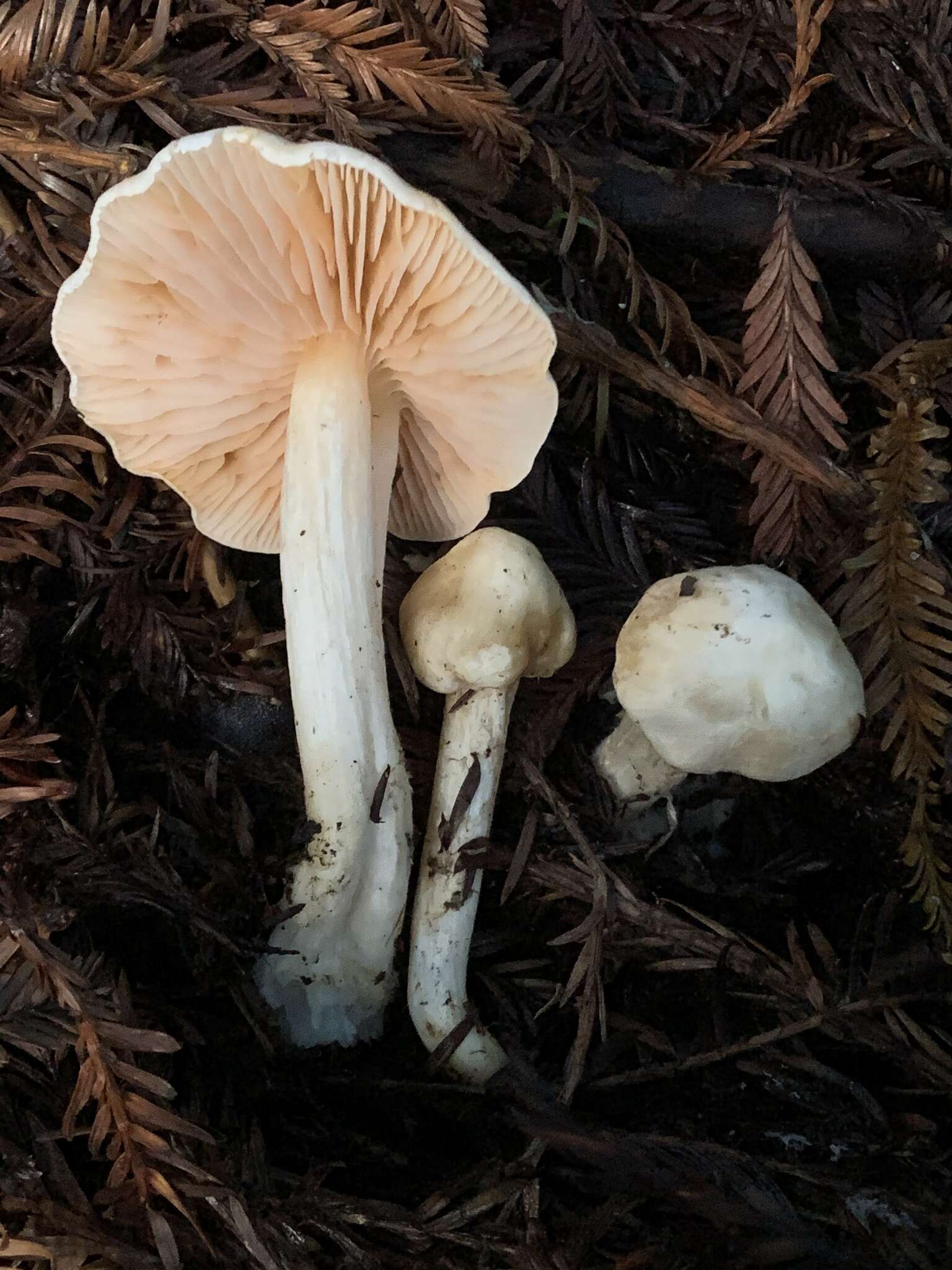 Image of Entoloma adnatifolium (Murrill) Blanco-Dios 2015