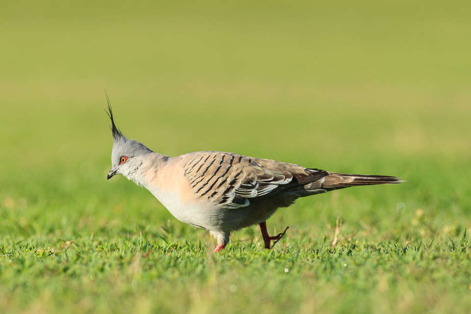 Imagem de Ocyphaps lophotes lophotes (Temminck 1822)