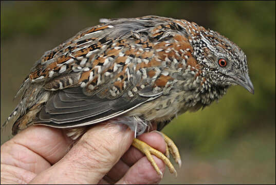 Image of Painted Buttonquail