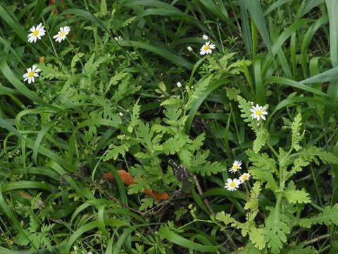 Image of Argyranthemum adauctum subsp. jacobiifolium