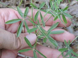 Imagem de Psoralea digitata Torr. & A. Gray