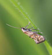 Image of Epermenia pontificella Hübner 1796