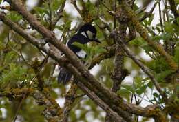 Image of Great Spotted Woodpecker