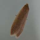 Image of Raupo Moth