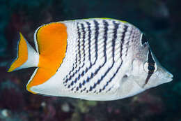 Image of Indian Ocean Chevron Butterflyfish