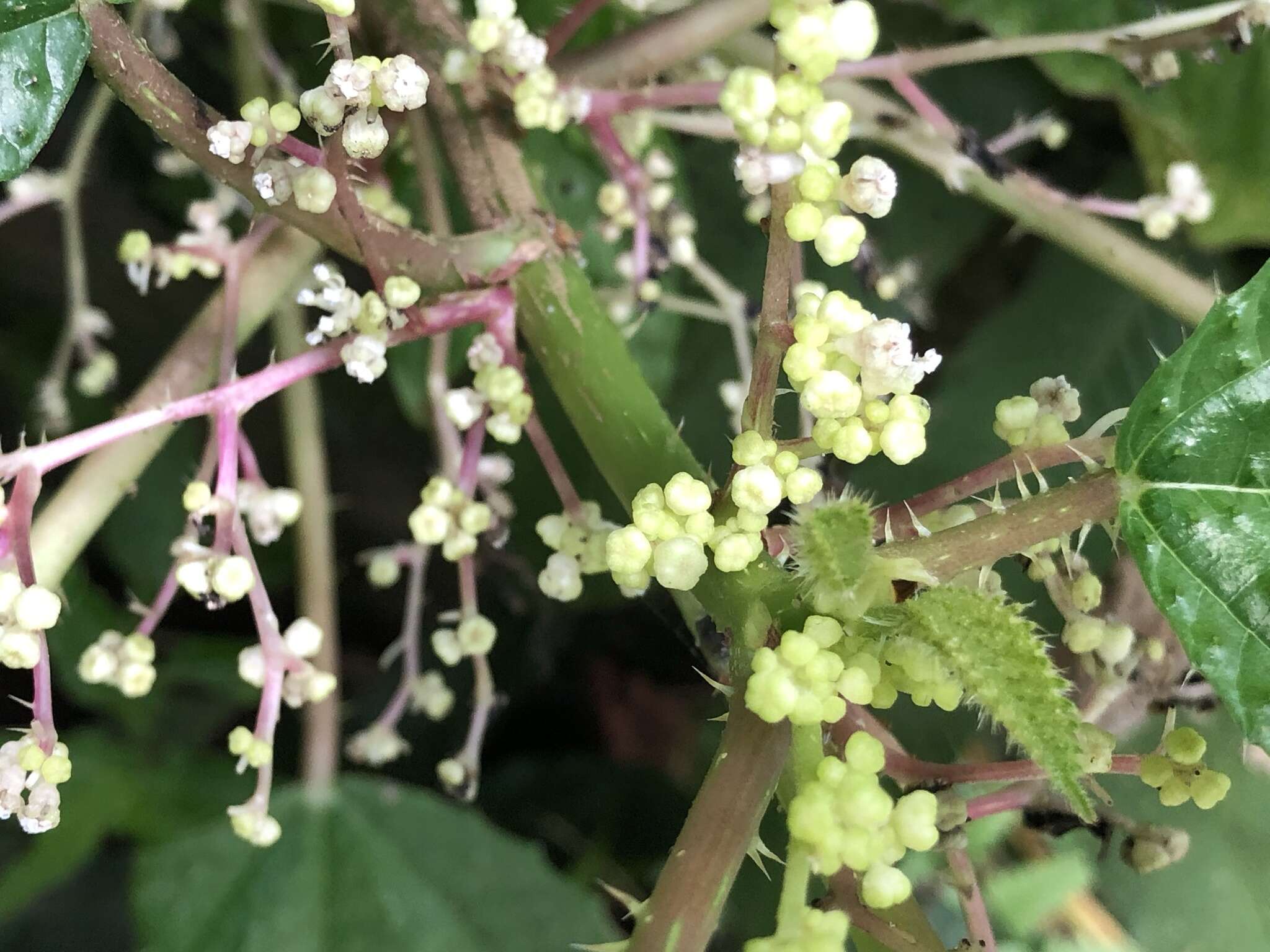 Слика од Urera baccifera (L.) Gaud.