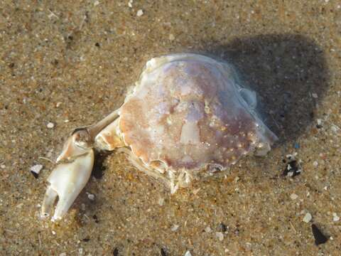 Liocarcinus vernalis (Risso 1827) resmi