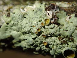 Image of myelochroa lichen