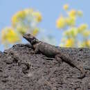 Image of Sceloporus torquatus torquatus Wiegmann 1828