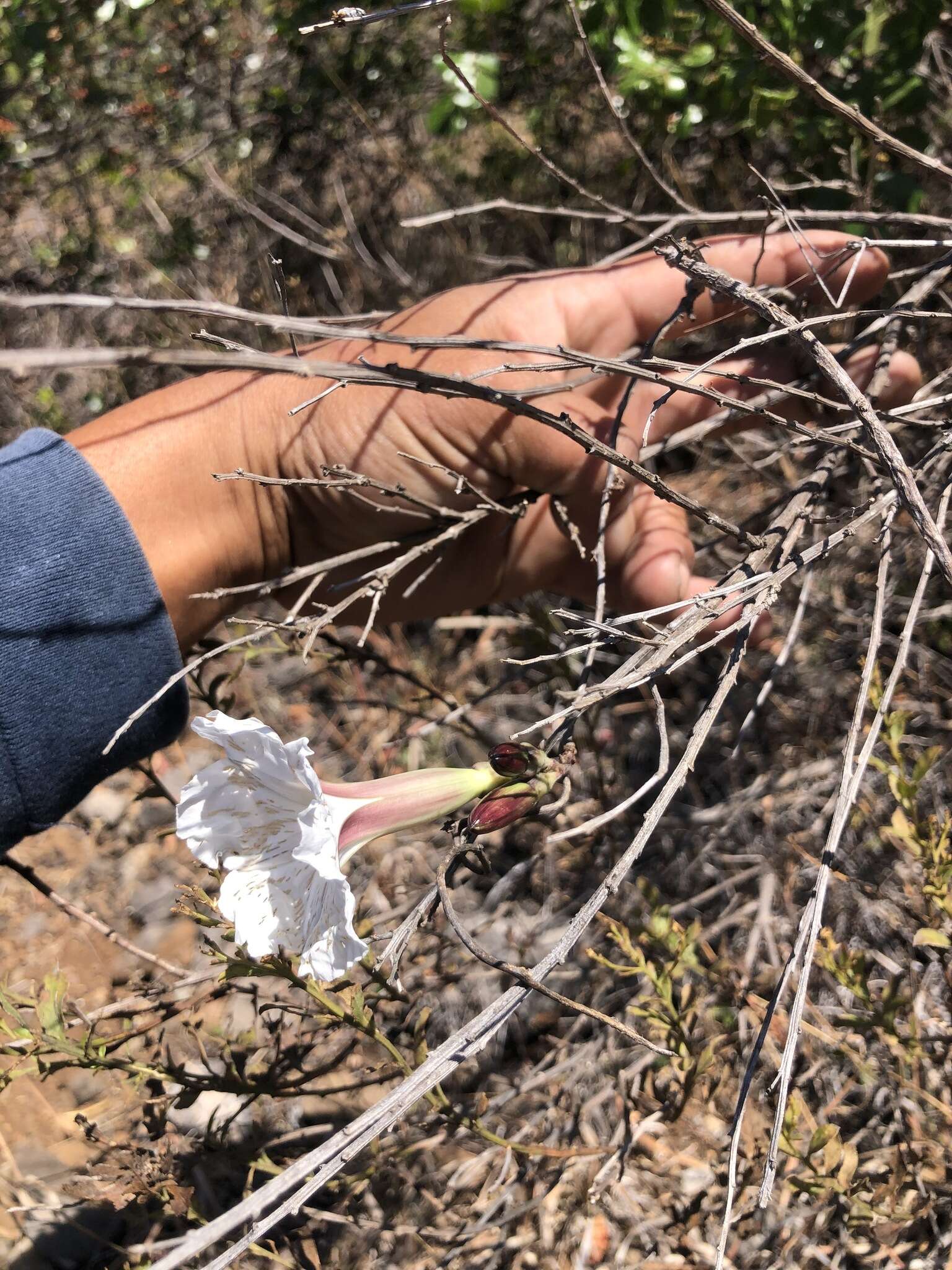 Слика од Ipomoea pruinosa G. D. Mc Pherson