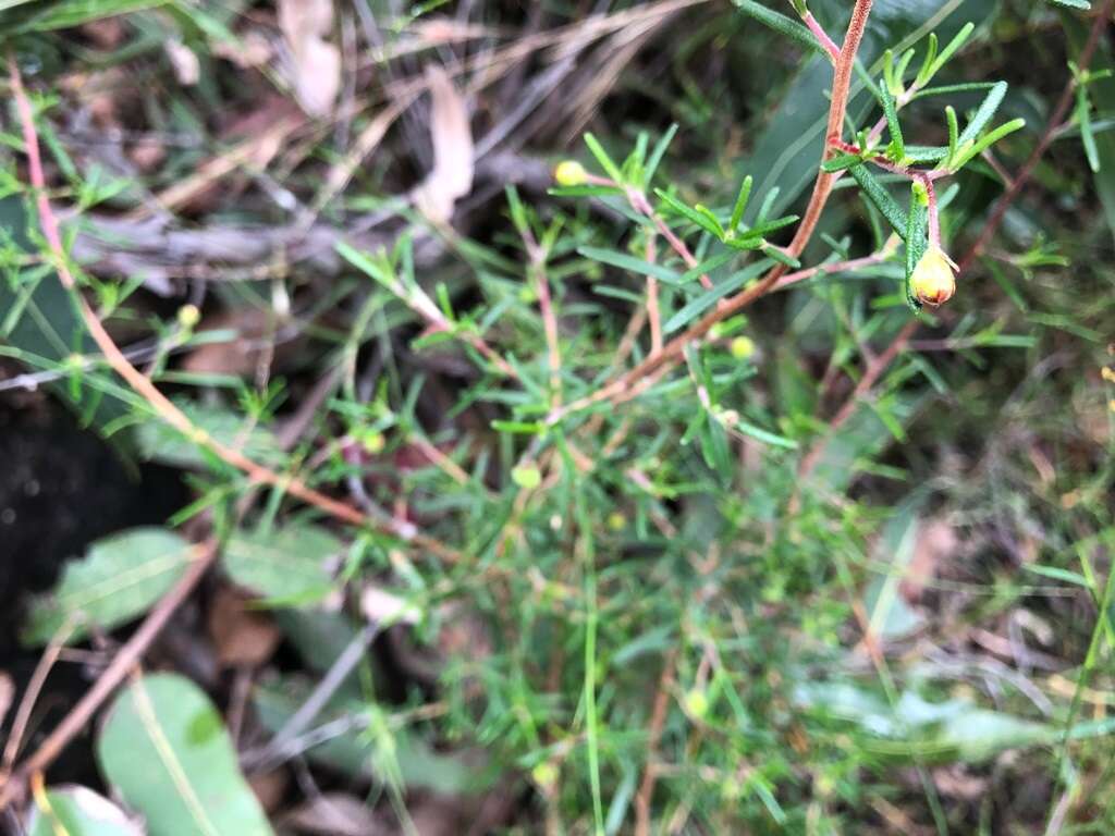 Image of Hibbertia cistoidea (Hook.) C. T. White