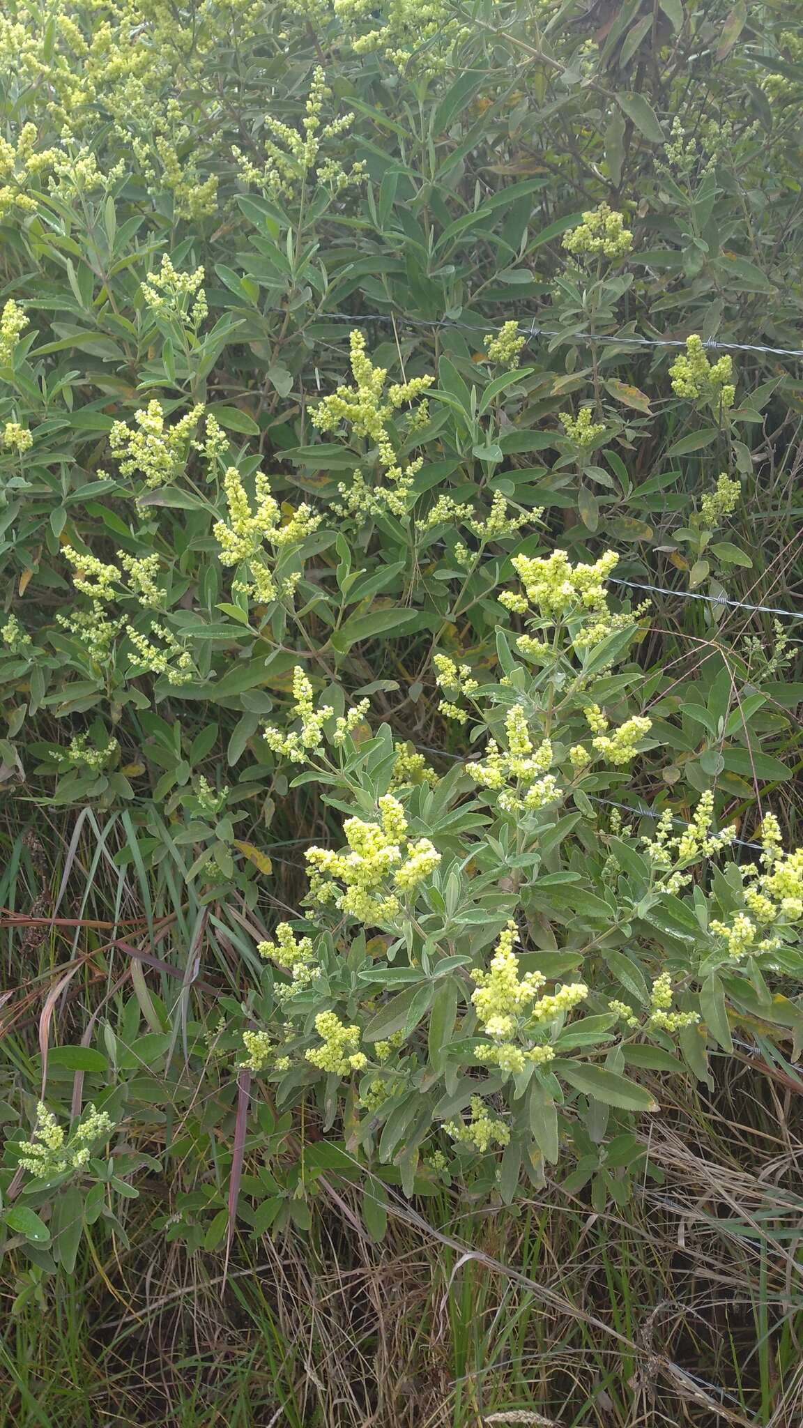 Слика од Lepechinia betonicifolia (Lam.) Epling