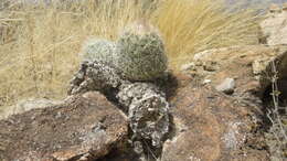 Image of Coryphantha durangensis subsp. durangensis