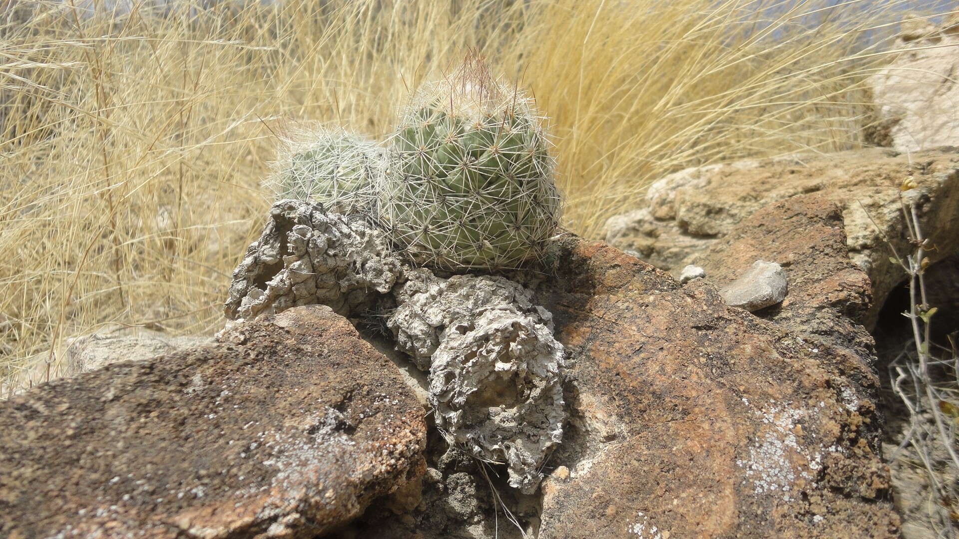 Image of Coryphantha durangensis subsp. durangensis