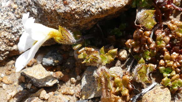 Imagem de Euphrasia revoluta Hook. fil.