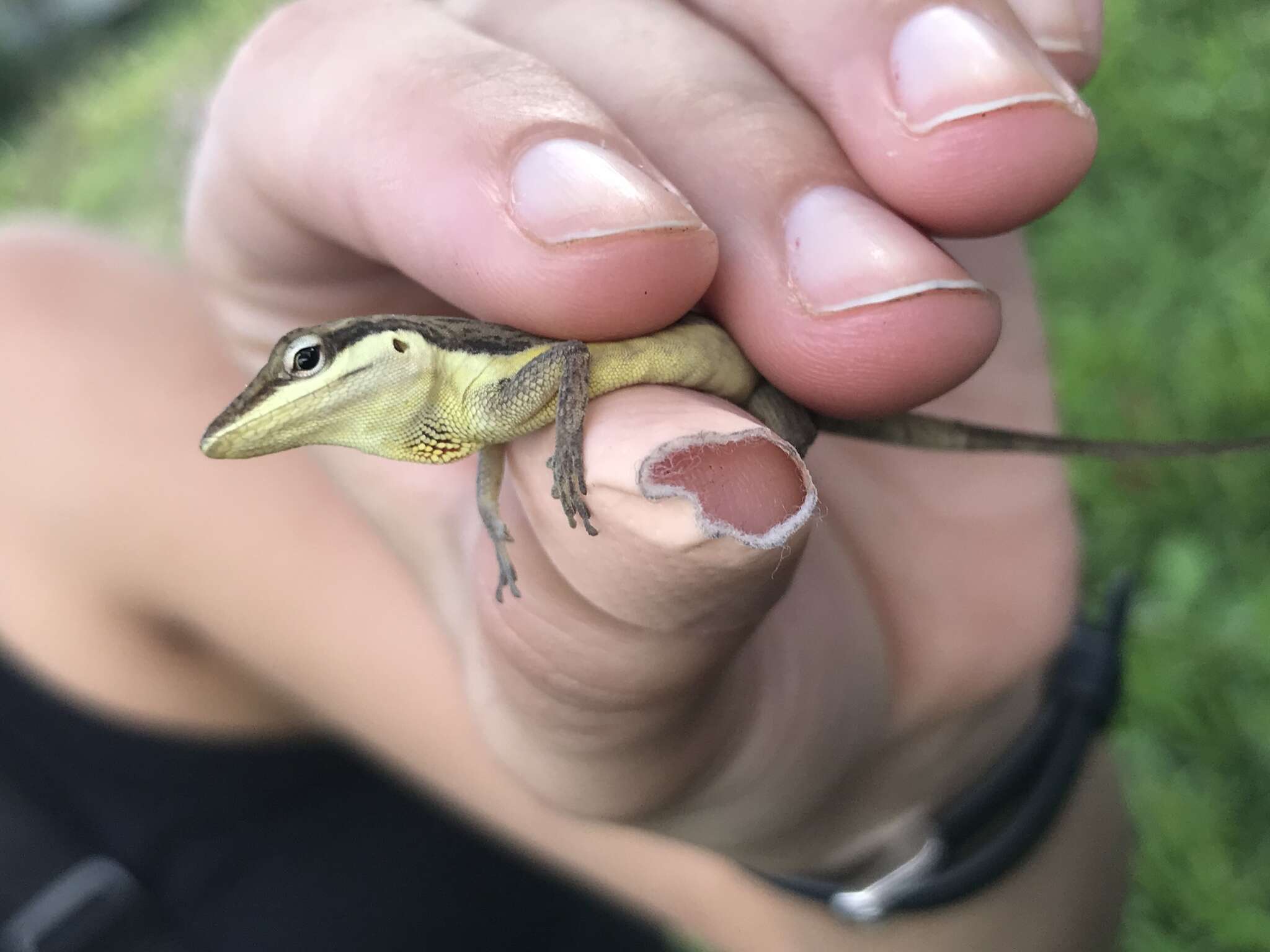 Image of Sharp-mouthed lizard