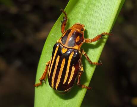 Sivun Ancistrosoma klugii Curtis 1835 kuva