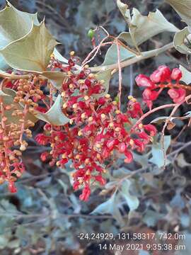 Image of Grevillea wickhamii subsp. aprica Mc Gill.