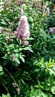 Image of willowleaf meadowsweet