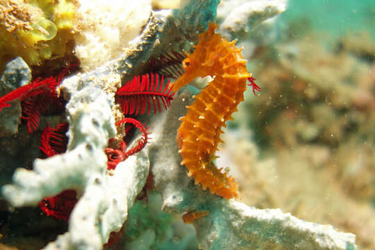 Image of Big-head Seahorse