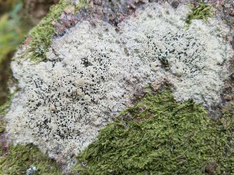 Image of disc lichen