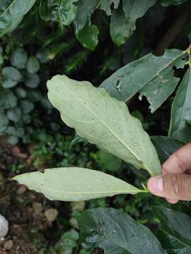 Image of date plum