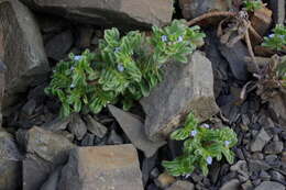 Imagem de Myosotis involucrata Stev.