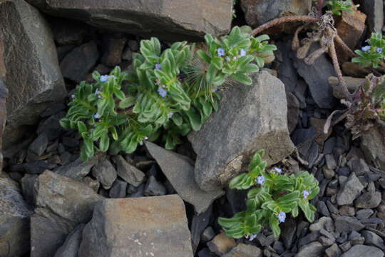 Image of Myosotis involucrata Stev.