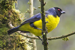 Image of Hooded Mountain Tanager