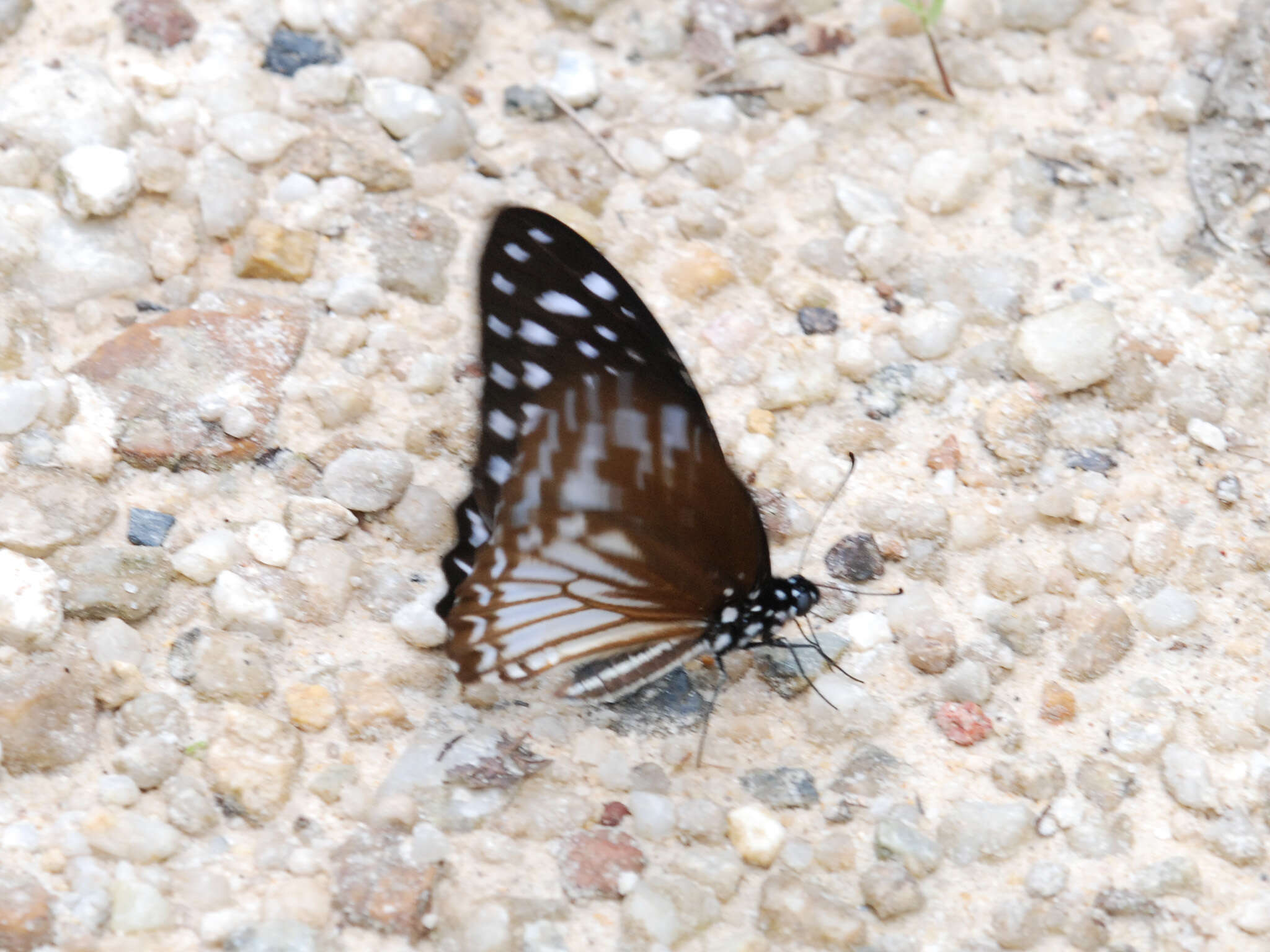 Graphium ramaceus (Westwood 1872) resmi