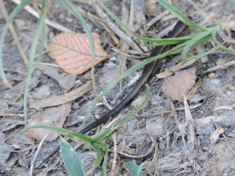 Image of Ground Skink