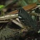 Image of Ashy Thrush