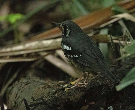 Geokichla cinerea Bourns & Worcester 1894的圖片