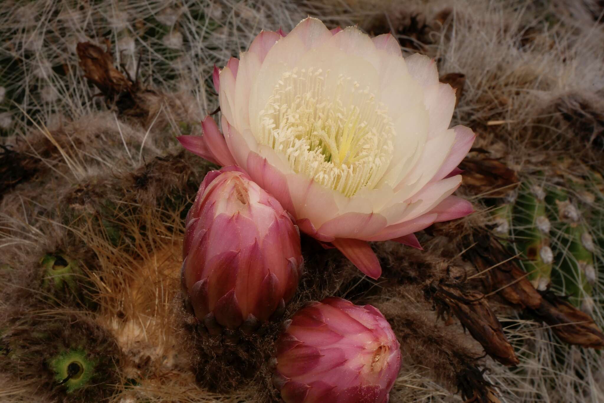 Imagem de Echinopsis tarijensis subsp. bertramiana (Backeb.) M. Lowry