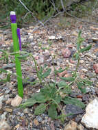 Image of spotted buckwheat