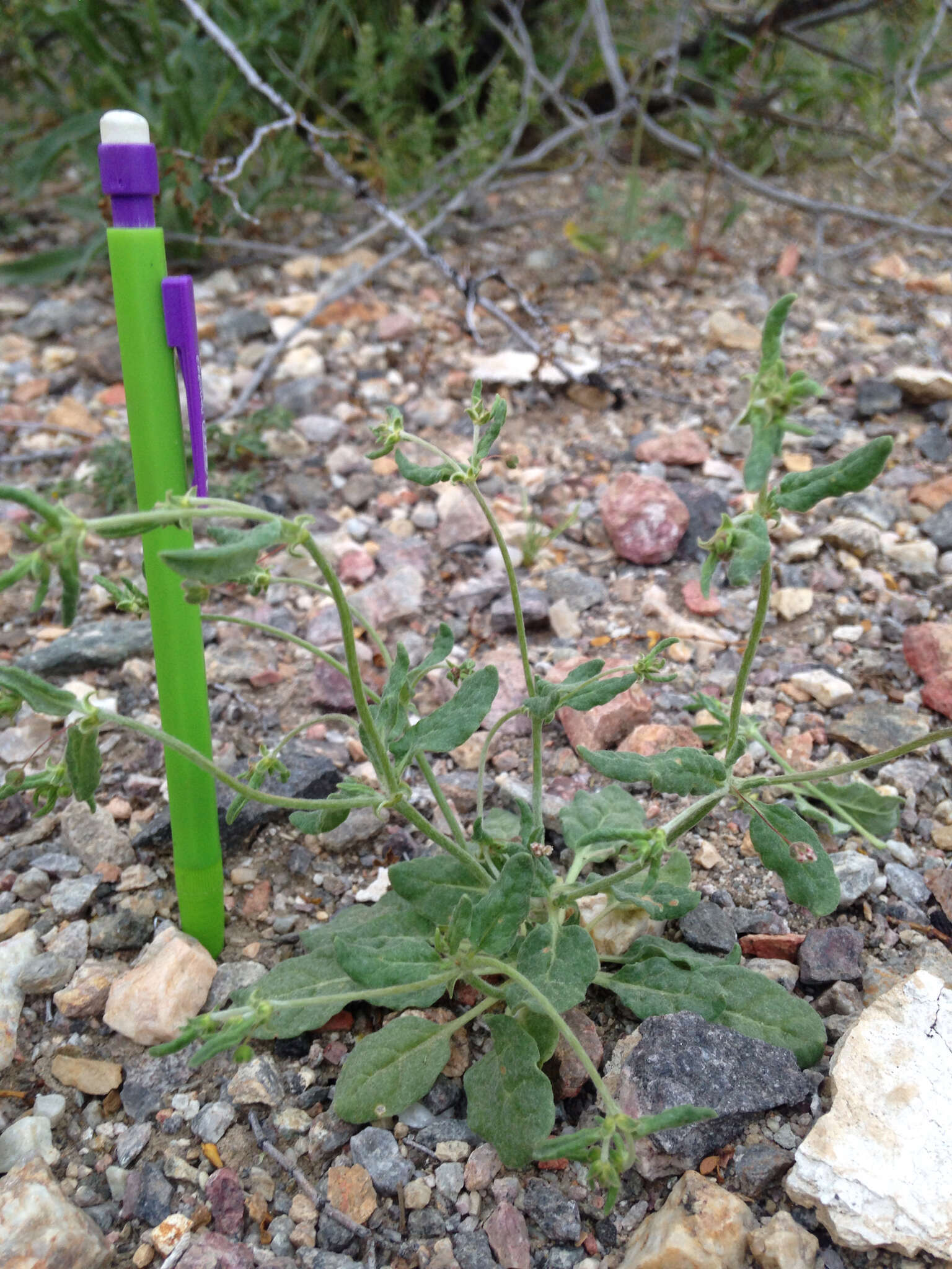 Image of spotted buckwheat