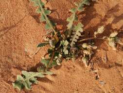 Image de Launaea capitata (Spreng.) Dandy