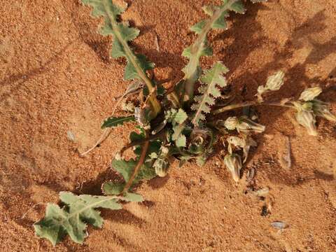 Image of Launaea capitata (Spreng.) Dandy