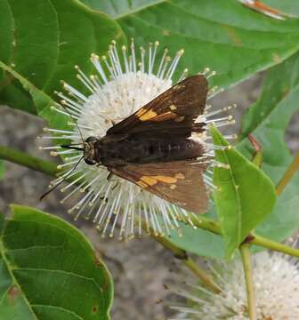 Image of Silver-spotted Skipper