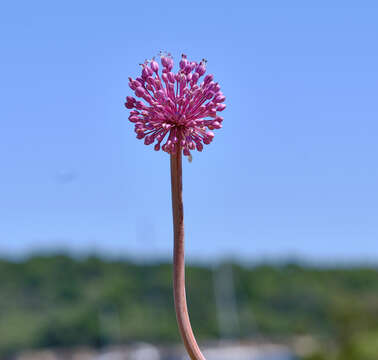 Image of Allium commutatum Guss.