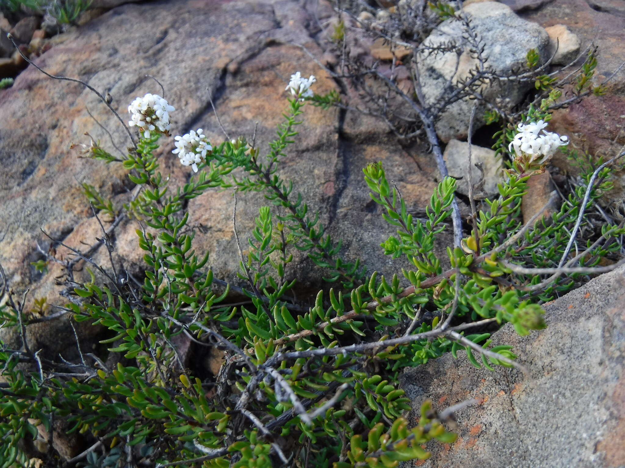 Image of Selago levynsiae O. M. Hilliard