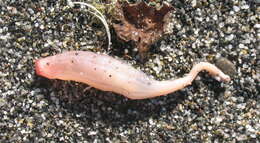 Image of rat-tailed fusiform sea cucumber