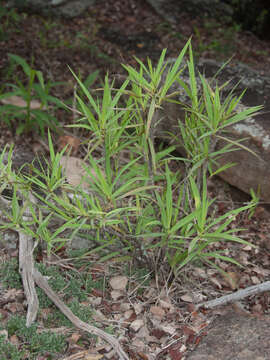 Слика од Xerophyta pauciramosa (L. B. Sm. & Ayensu) Behnke