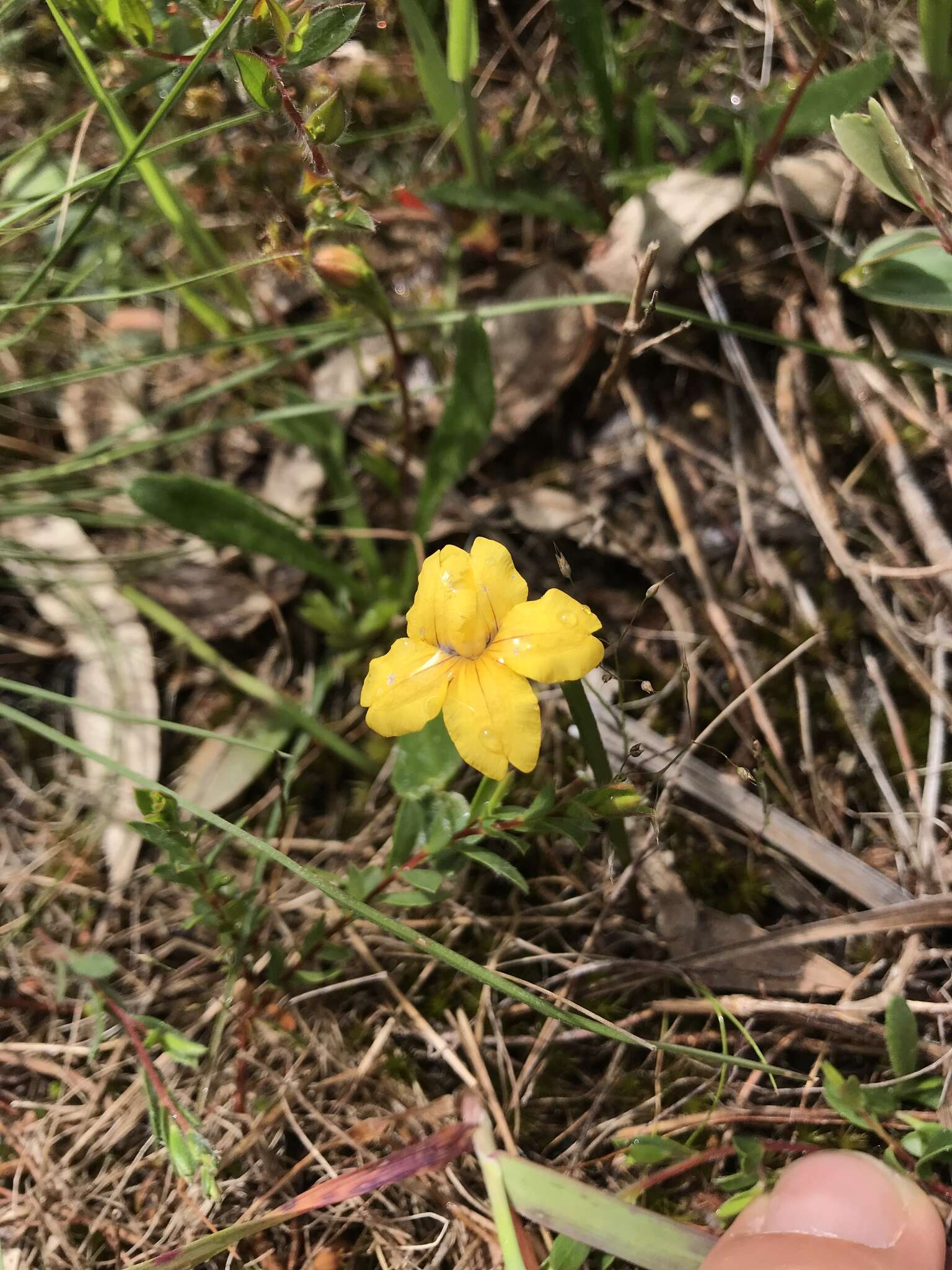 Imagem de Goodenia geniculata R. Br.