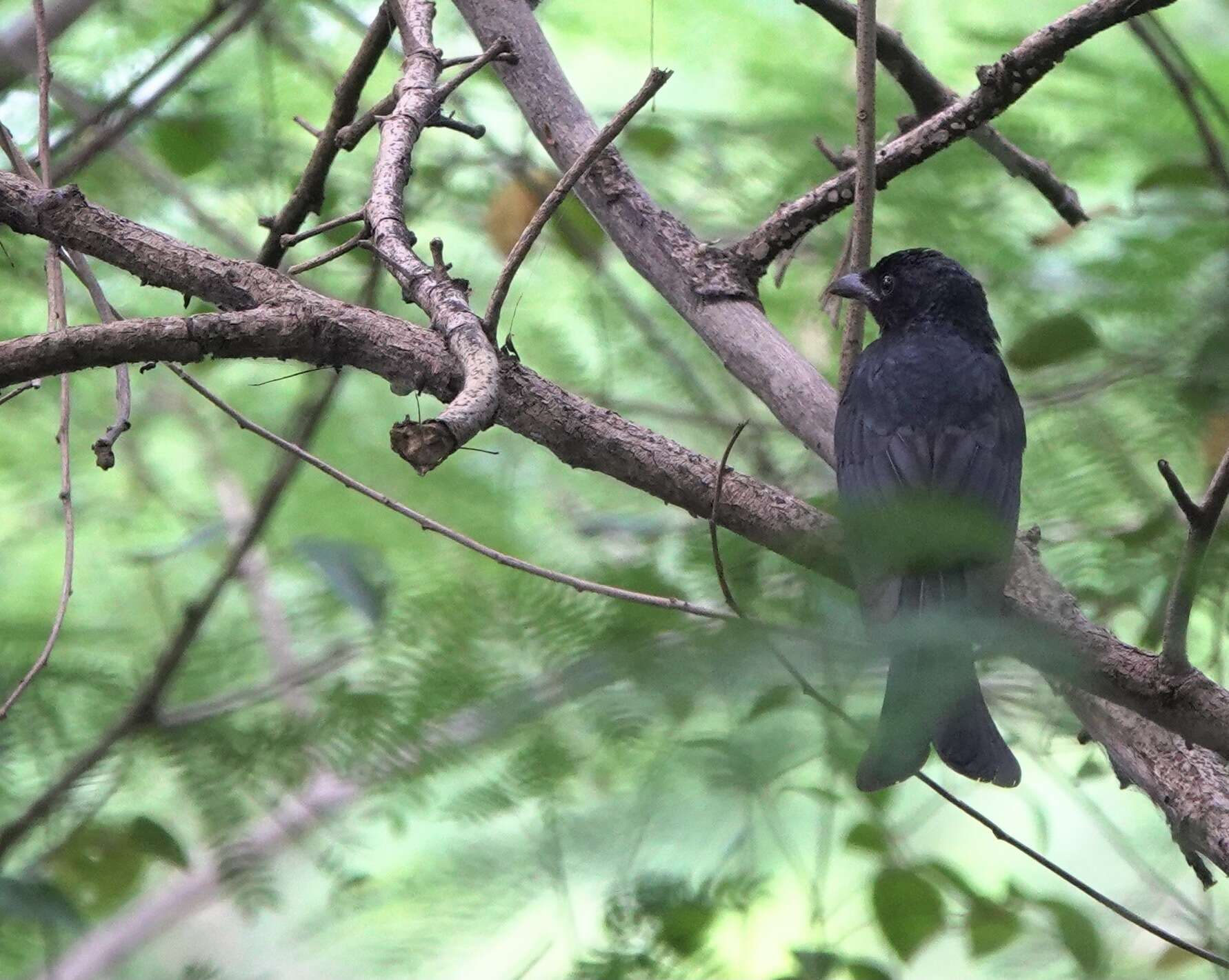 Image de Drongo à gros bec