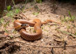 Image of Black-headed Snake